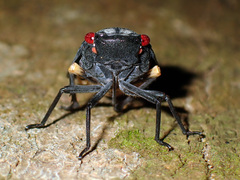 Acraephia perspicillata