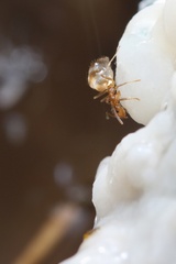 Prenolepis