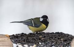 Parus major