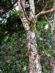 Artocarpus heterophyllus