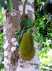 Artocarpus heterophyllus