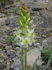 Eremurus lactiflorus