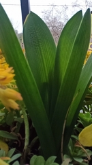 Hyacinthus orientalis