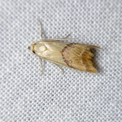 Hapaloteucha paragramma