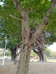Maackia