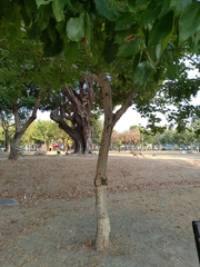 Maackia