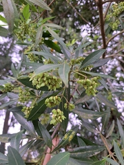 Platylophus trifoliatus