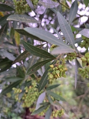 Platylophus trifoliatus