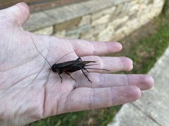 Teleogryllus commodus
