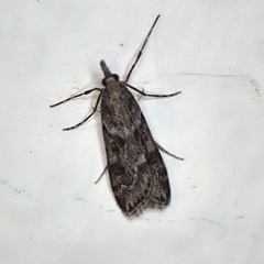 Eudonia angustea