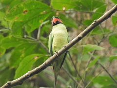 Psittacula longicauda