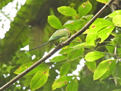 Psittacula longicauda