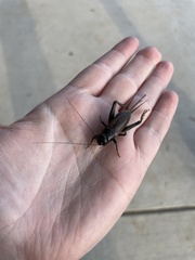 Teleogryllus commodus