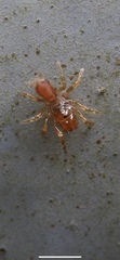 Atypidae