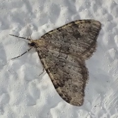 Nebula ibericata