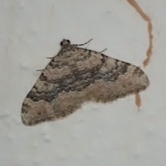 Nebula ibericata