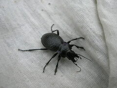 Carabus cicatricosus