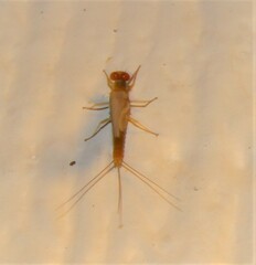 Ephemerellidae