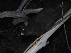 Trichosurus vulpecula fuliginosus