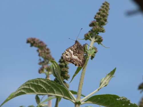 Hipparchia semele