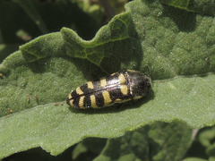 Acmaeodera alicia