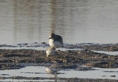Calidris minuta