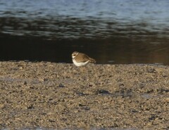 Charadrius alexandrinus