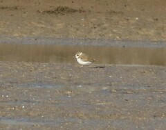 Charadrius alexandrinus