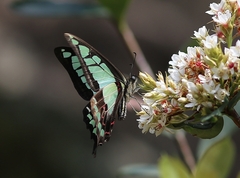 Graphium cloanthus