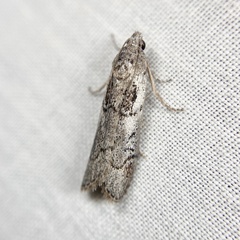 Heteromicta pachytera