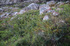 Searsia laevigata laevigata