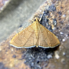 Hyalobathra crenulata