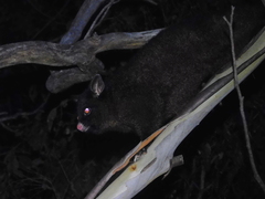 Trichosurus vulpecula fuliginosus