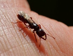 Amblyopone australis