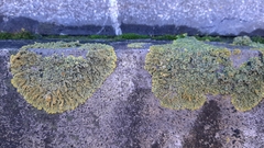 Xanthoria calcicola