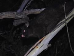 Trichosurus vulpecula fuliginosus
