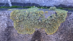Xanthoria calcicola