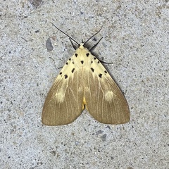 Asota iodamia