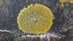 Xanthoria calcicola