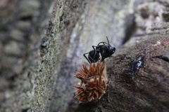 Formicoidea