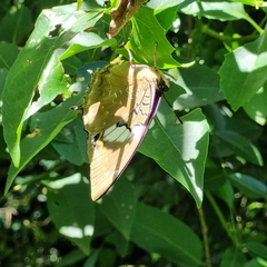Charaxes cithaeron