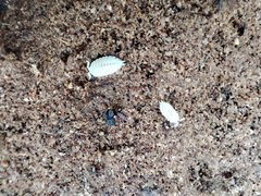 Platyarthrus hoffmannseggii