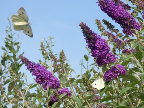 Pieris brassicae