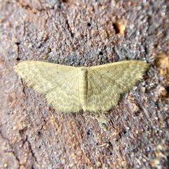 Idaea eretmopus