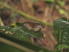 Tanaecia pelea