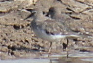Calidris temminckii