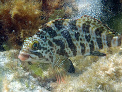 Goniistius rubrolabiatus