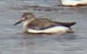 Calidris temminckii