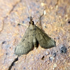 Piletocera macroperalis