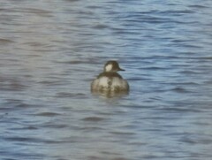 Podiceps nigricollis